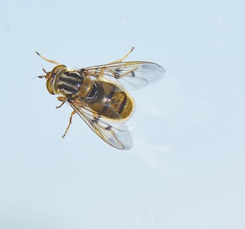 Réf. 215 259 : Ferdinandea cuprea